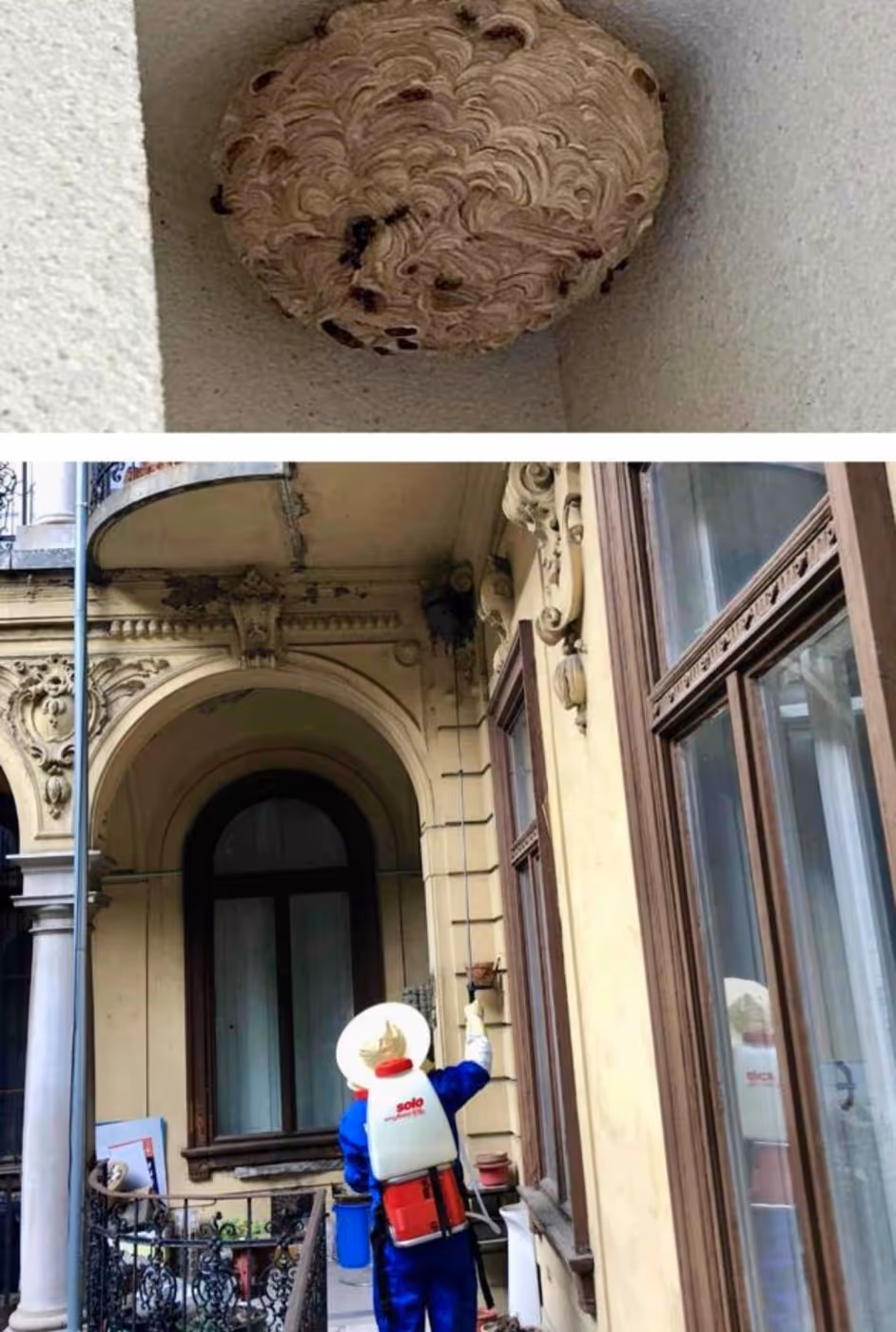 Darázsfészek a függőfolyosó mennyezetén és a védőruhás szakember munka közben egy társasház udvarán