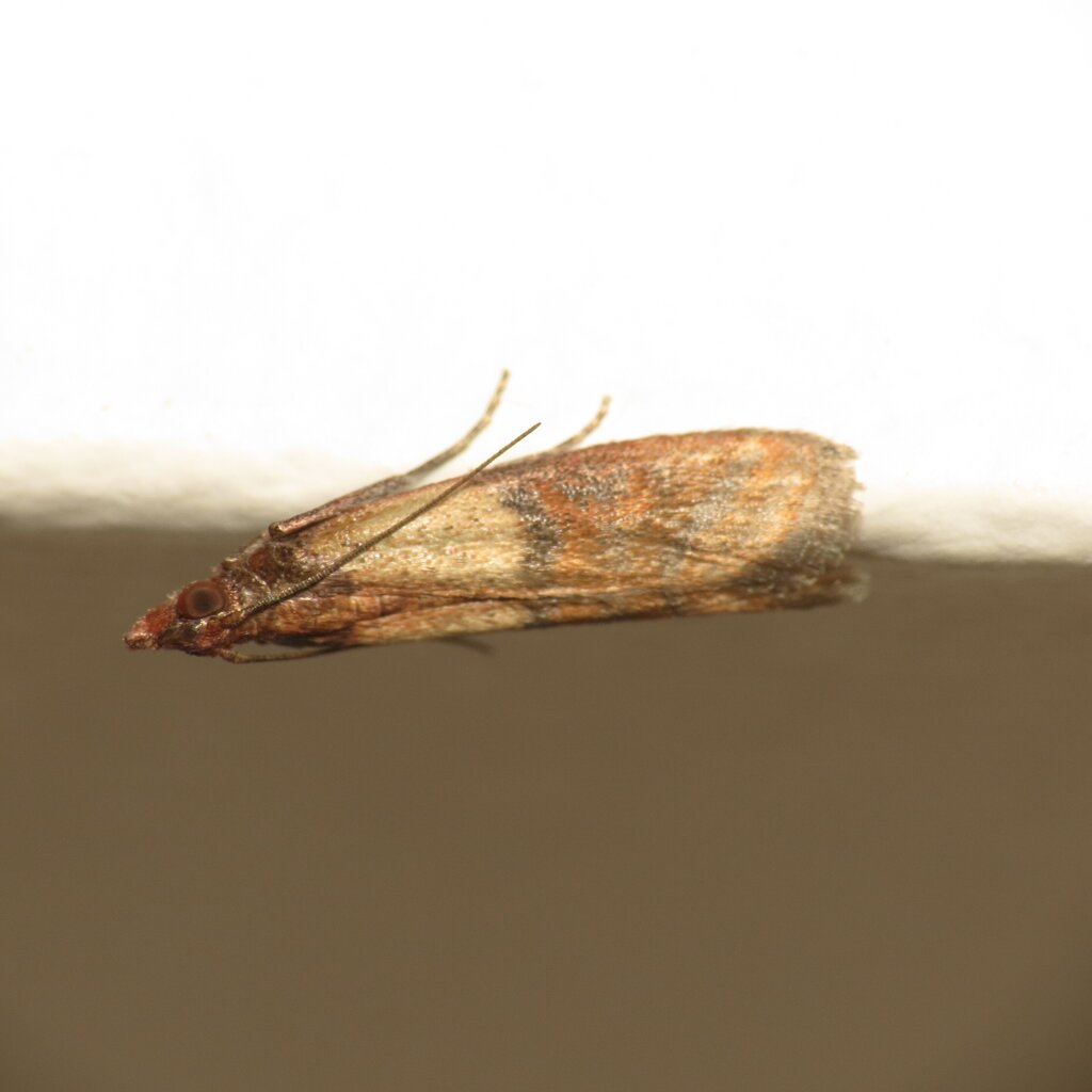 Falon pihenő aszalványmoly (Plodia interpunctella) világos tövű, rozsdásbarna végű szárnyakkal (fotó: Donald Hobern, CC BY 2.0)