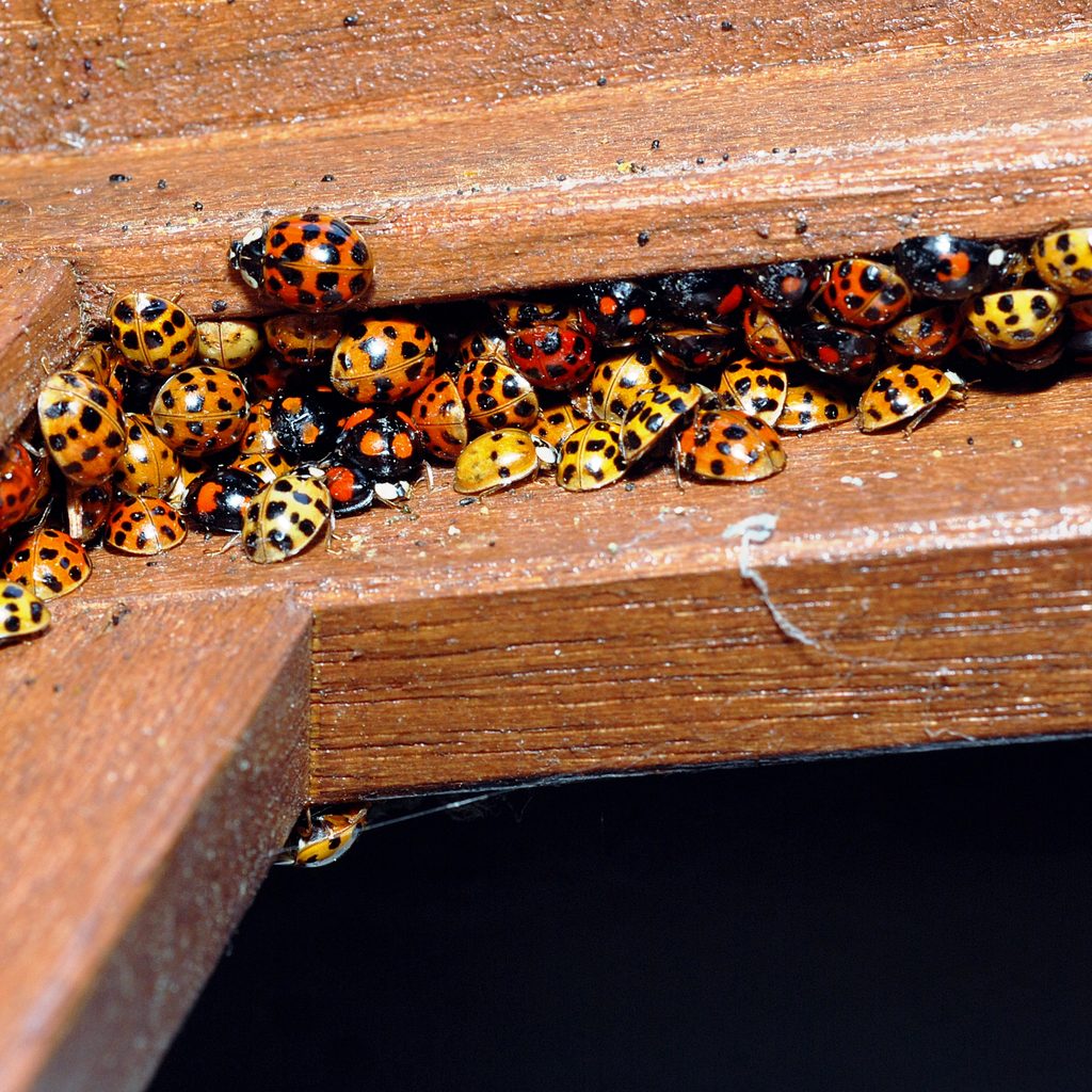Ablakkeret résében telelő harlekinkaticák (Harmonia axyridis) csoportja (fotó: Gilles San Martin, CC BY-SA 2.0)