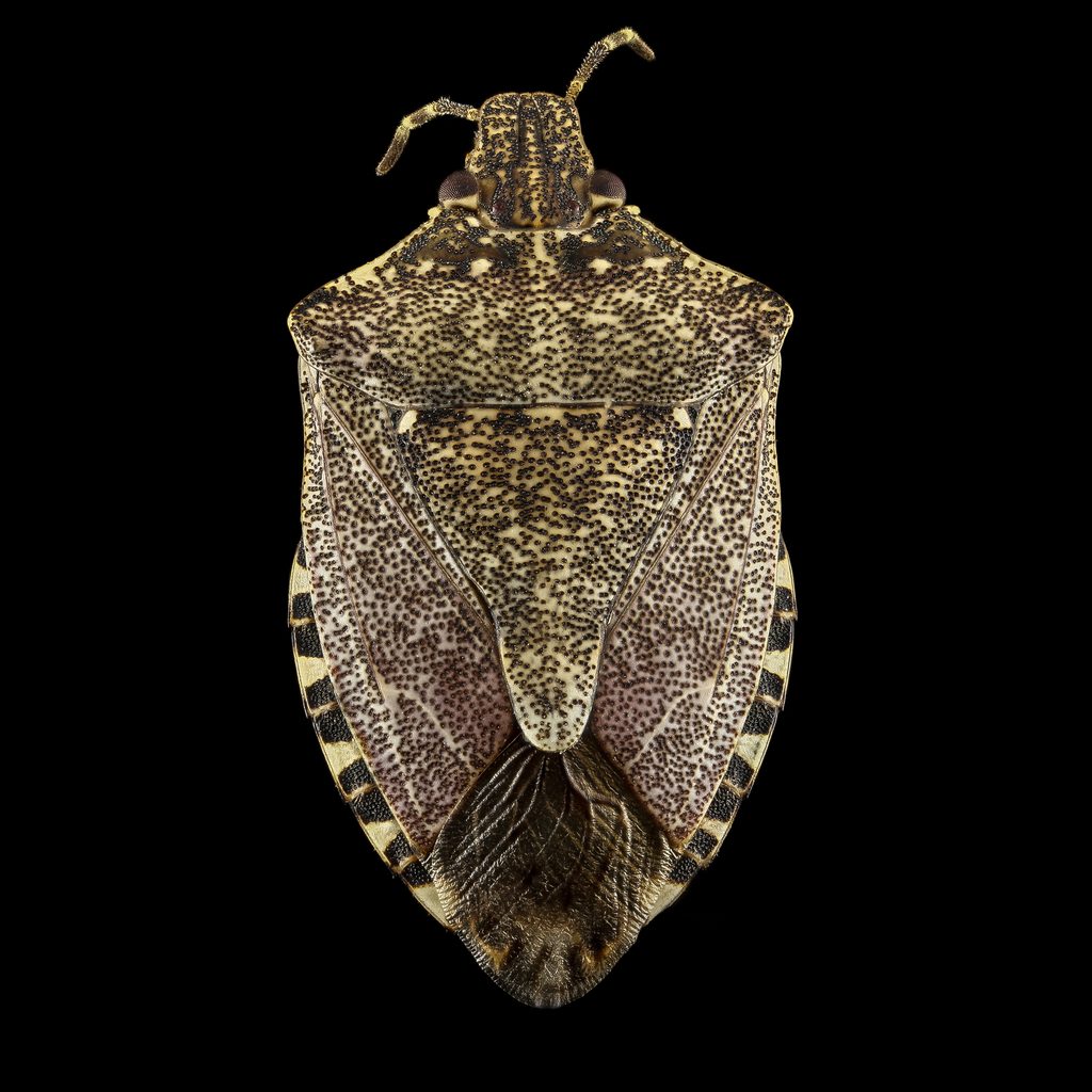 Ázsiai márványospoloska felülnézetben, sötét háttér előtt (fotó: USGS, közkincs)