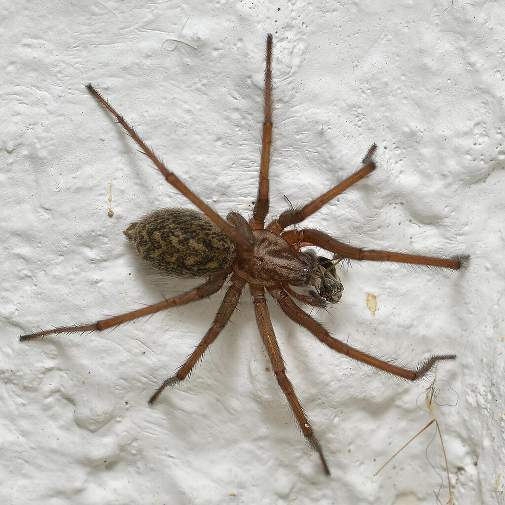 Nagy zugpók (Eratigena atrica) fehér falon (fotó: Ryan Hodnett, CC BY-SA 4.0)