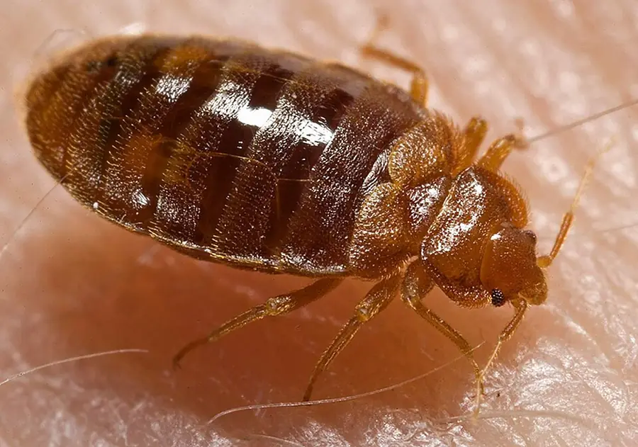 Ágyi poloska (Cimex lectularius), kifejlett egyed felülnézetben