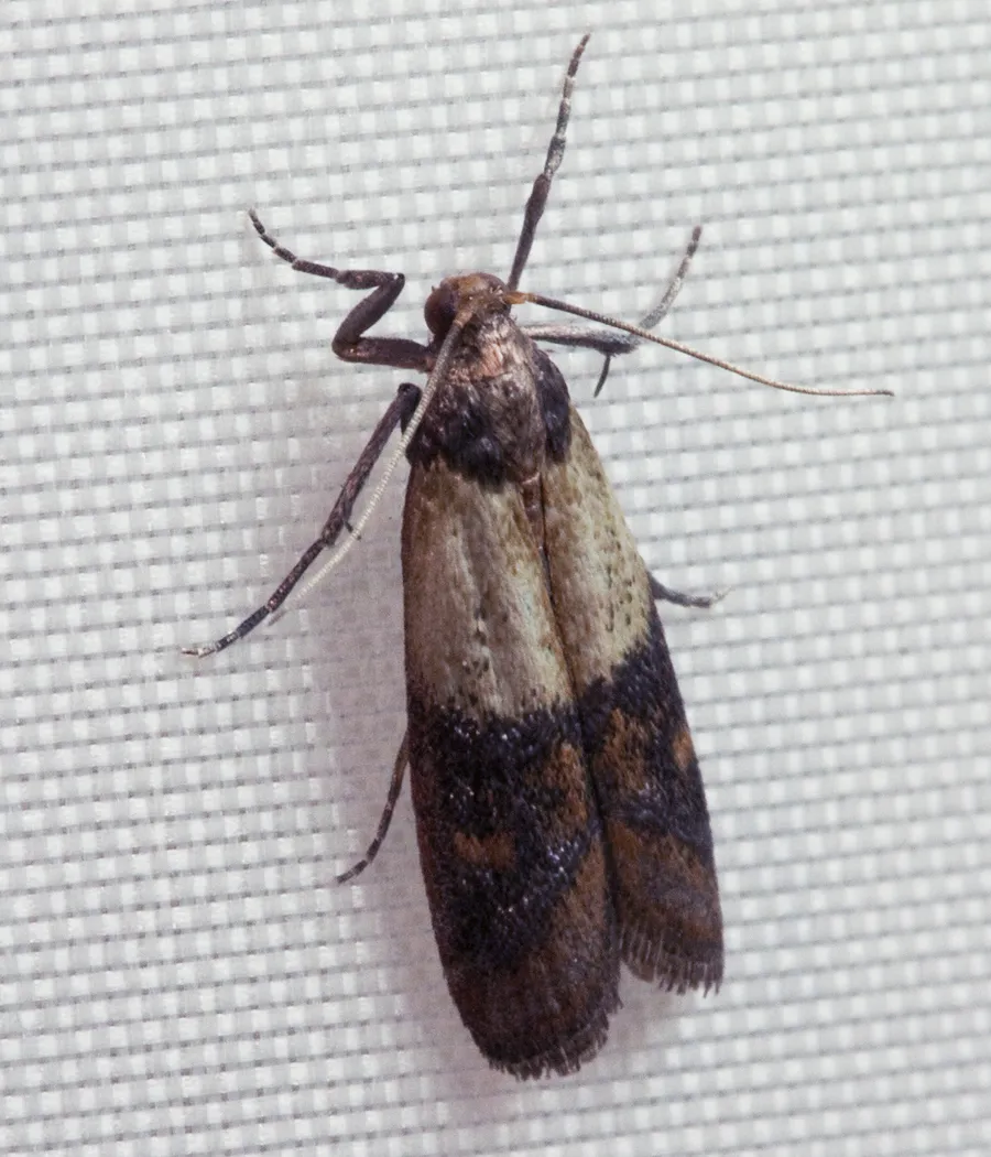 Aszalványmoly (Plodia interpunctella) falon pihenő lepkéje: az elülső szárny tő felőli része világos, a külső fele rozsdás-sötétbarna.