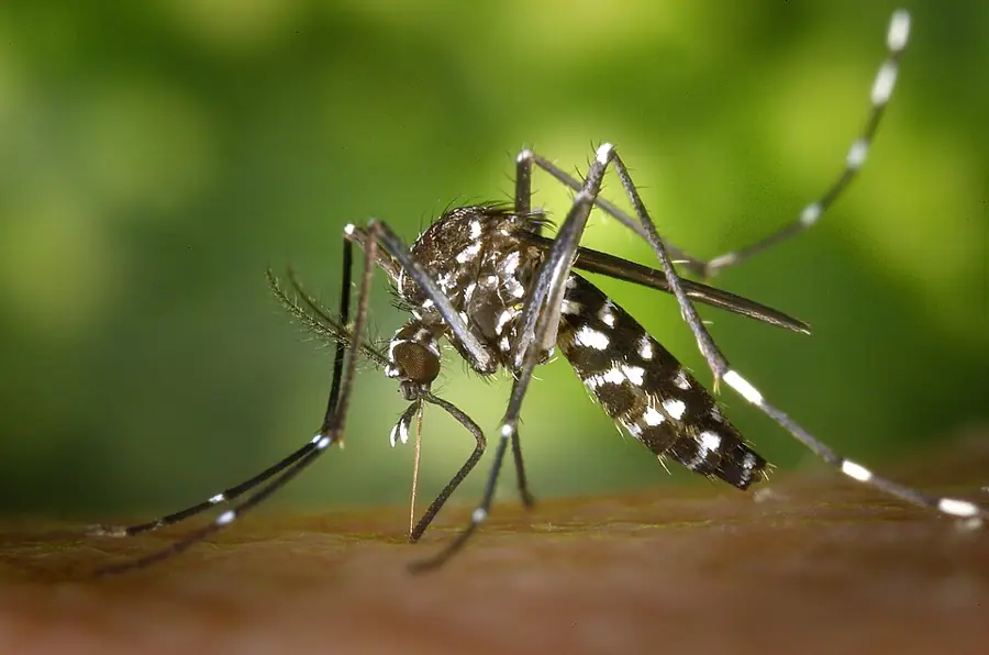 Ázsiai tigrisszúnyog (Aedes albopictus) fekete-fehér csíkos testtel