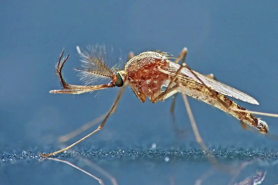 Dalos szúnyog (Culex pipiens), hím példány szőrös csápokkal