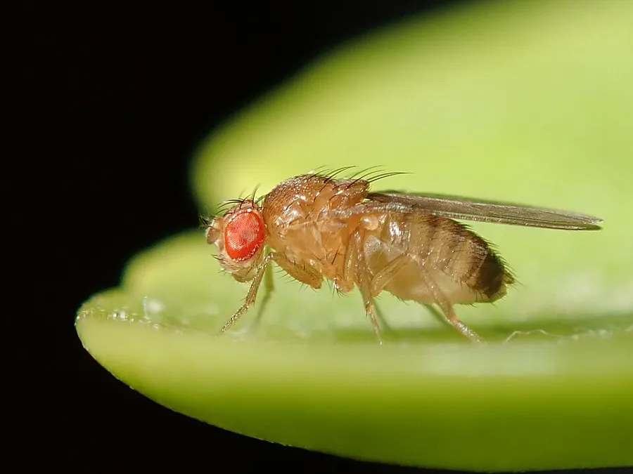 Ecetmuslica (Drosophila melanogaster) piros szemmel, levélen