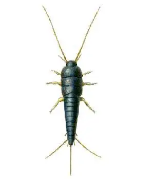Ezüstös pikkelyke (Lepisma saccharina), kifejlett egyed