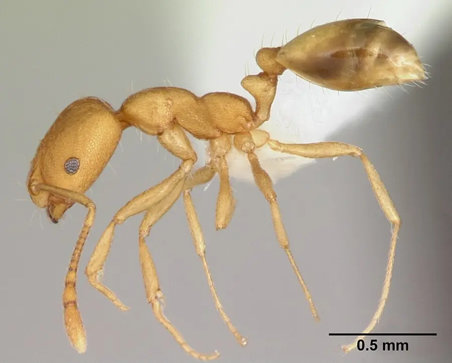 Fáraóhangya (Monomorium pharaonis), kifejlett munkás