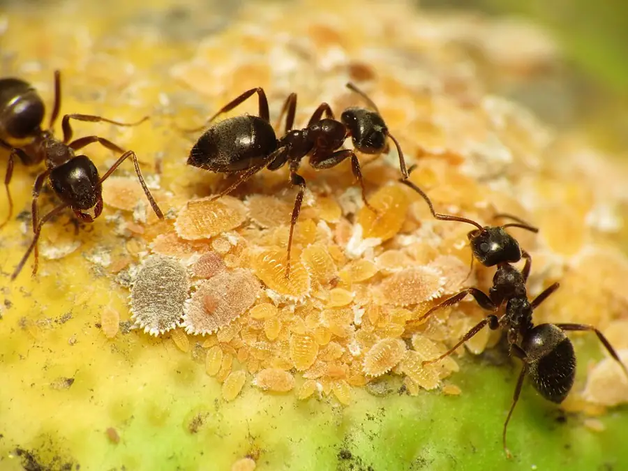 Fekete kertihangya (Lasius niger) munkás hangya növényen