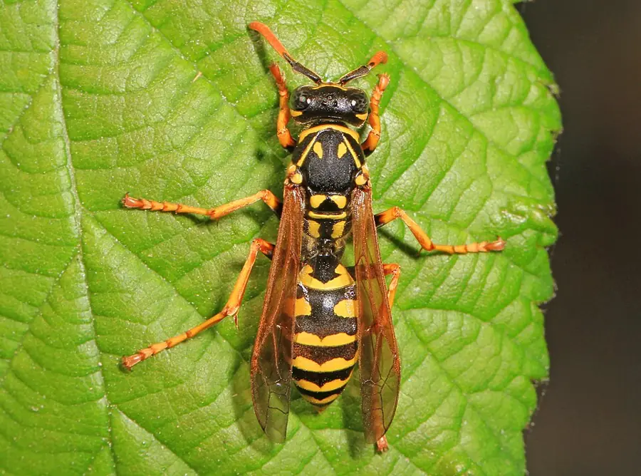 Déli papírdarázs (Polistes dominula), karcsú testű, sárga és fekete csíkos papírdarázs-faj