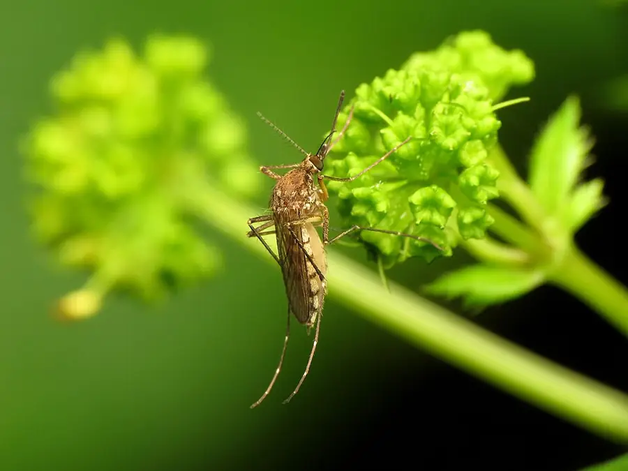 Gyötrő szúnyog (Aedes vexans) kifejlett példány