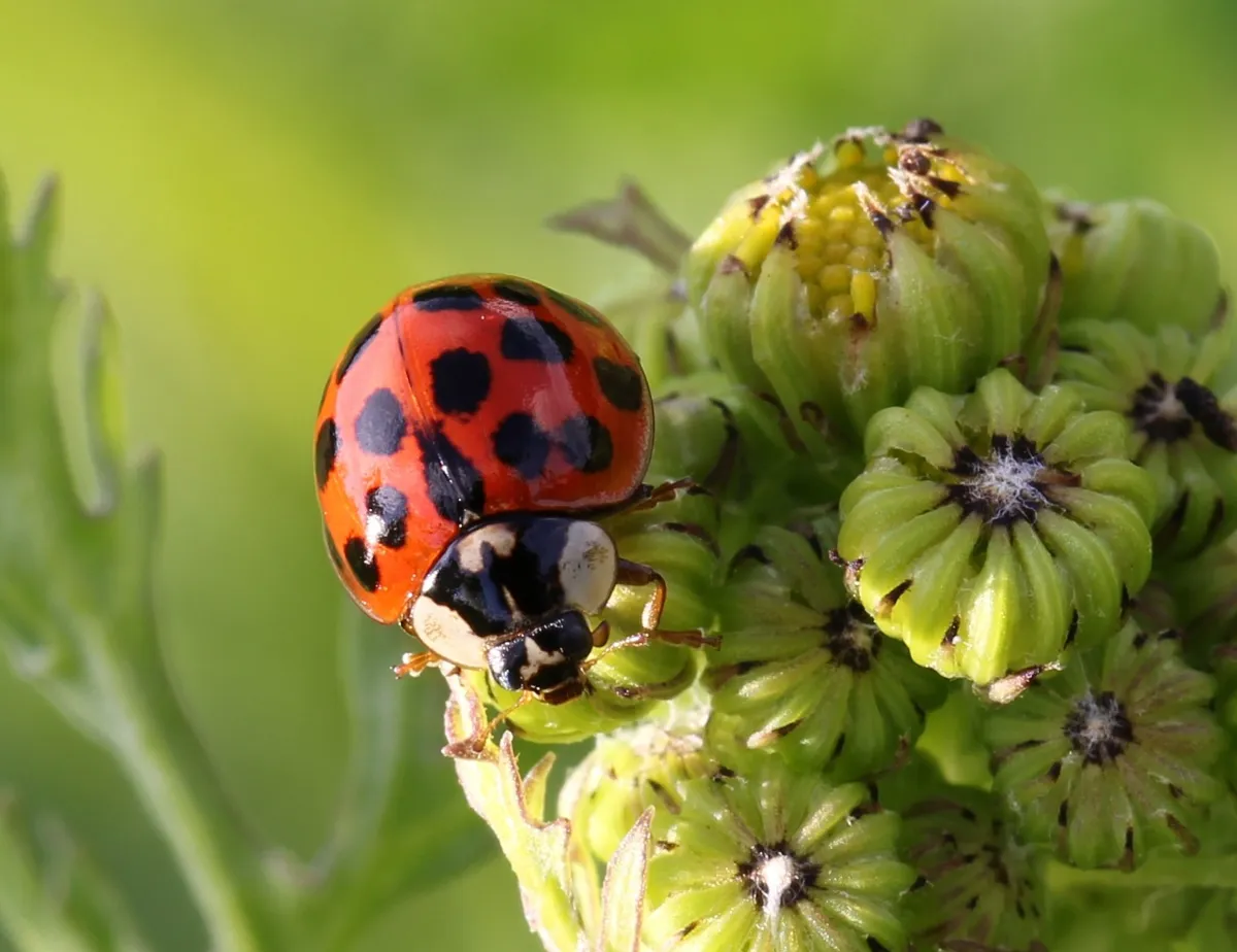 Harlekinkatica (Harmonia axyridis): piros, fekete pettyes szárnyfedő, fehér előtor fekete M alakú rajzolattal.