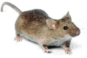 Házi egér (Mus musculus), kis testű szürke-barna rágcsáló fehér háttér előtt.