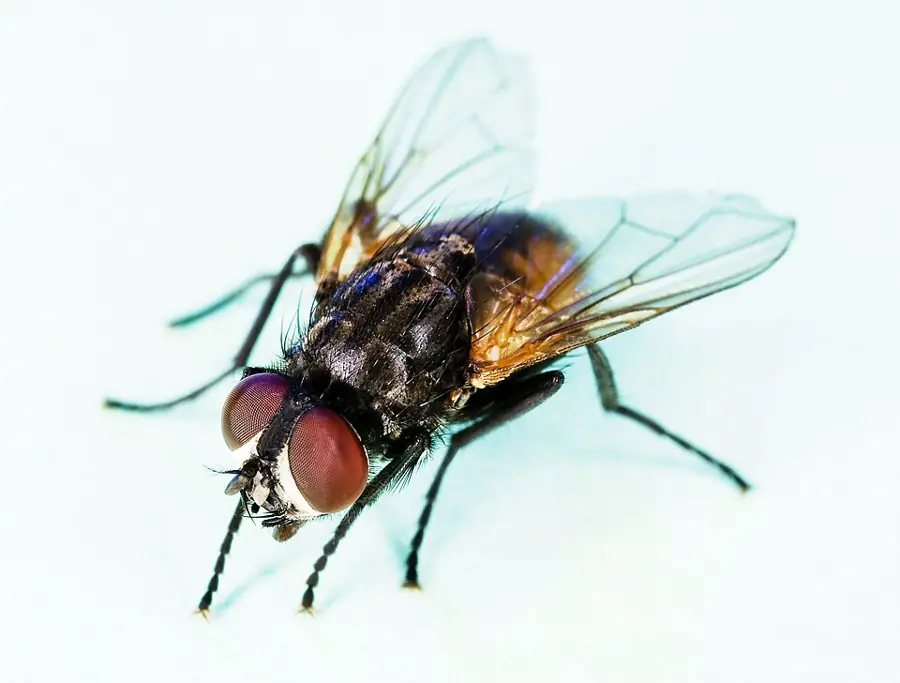 Házi légy (Musca domestica), szürke testű, vörös szemű, gyakori környezetünkben élő légyfaj
