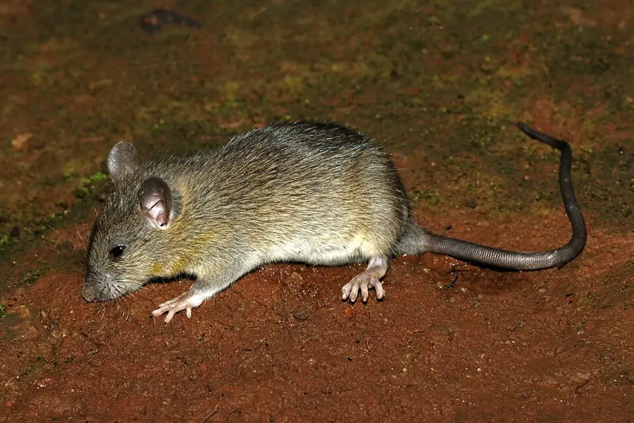 Házi patkány (Rattus rattus), sötétebb szőrzetű, karcsú testű rágcsáló.