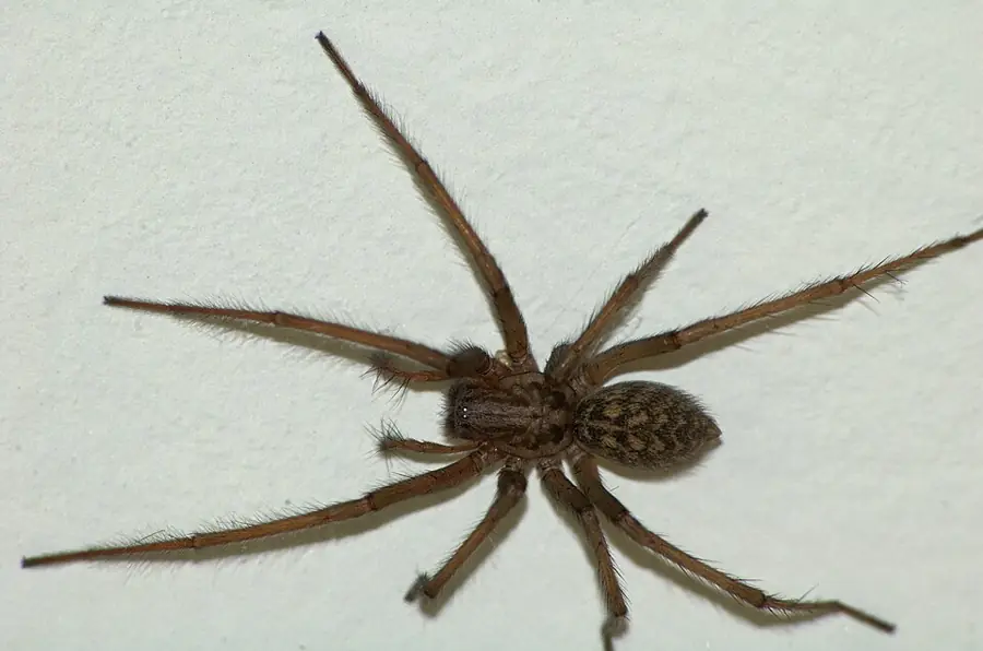 Házi zugpók (Tegenaria domestica) sávos lábakkal