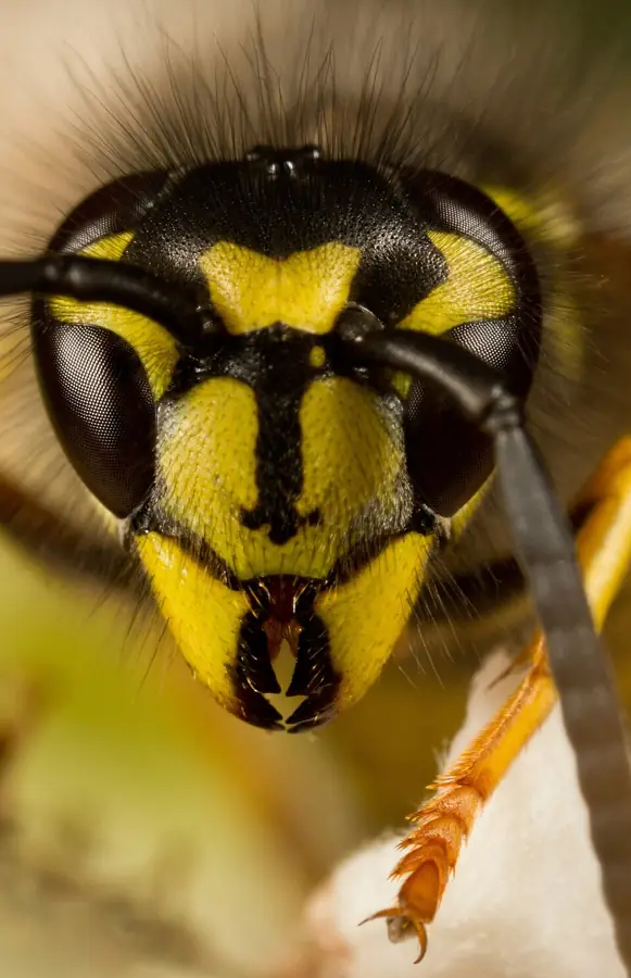 Kecskedarázs (Vespula vulgaris), sárga-fekete csíkos társas darázsfaj