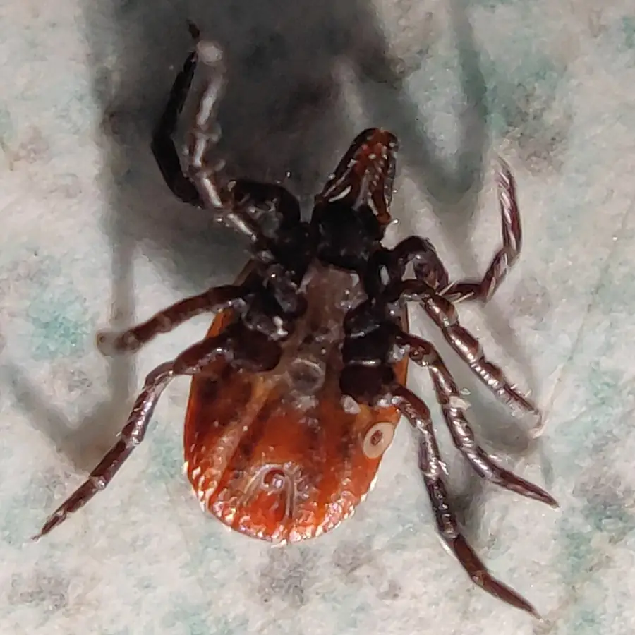 Közönséges kullancs (Ixodes ricinus) befogott állapotban