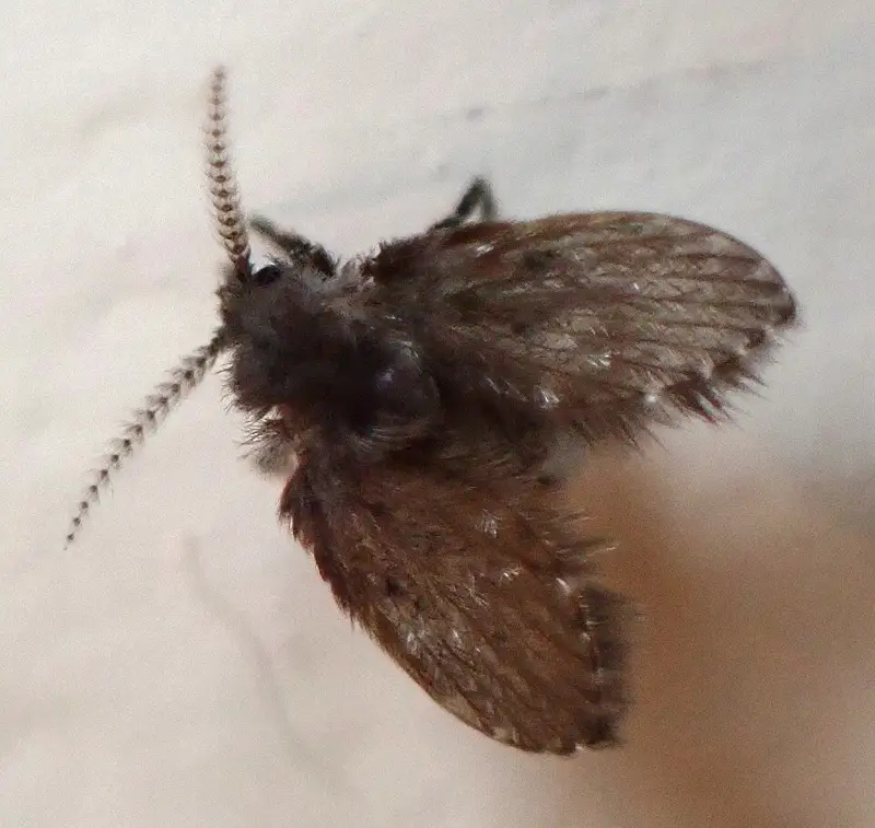 Lefolyólégy (Clogmia albipunctata): szőrös, lepkeszerű apró légy a falon