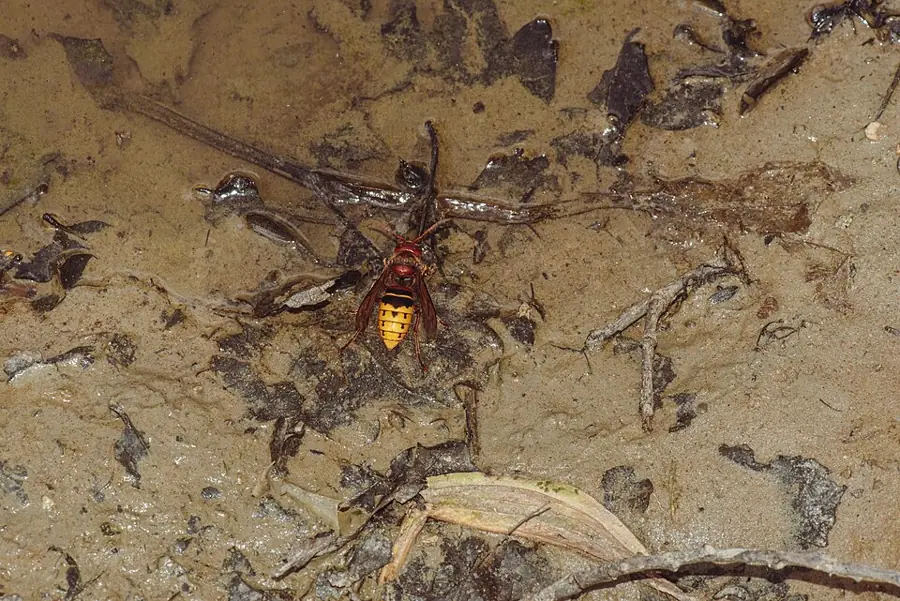 Lódarázs (Vespa crabro), nagy testű, vörösesbarna és sárga csíkos európai darázsfaj