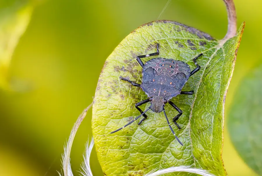 Ázsiai márványospoloska (Halyomorpha halys) felülnézetben
