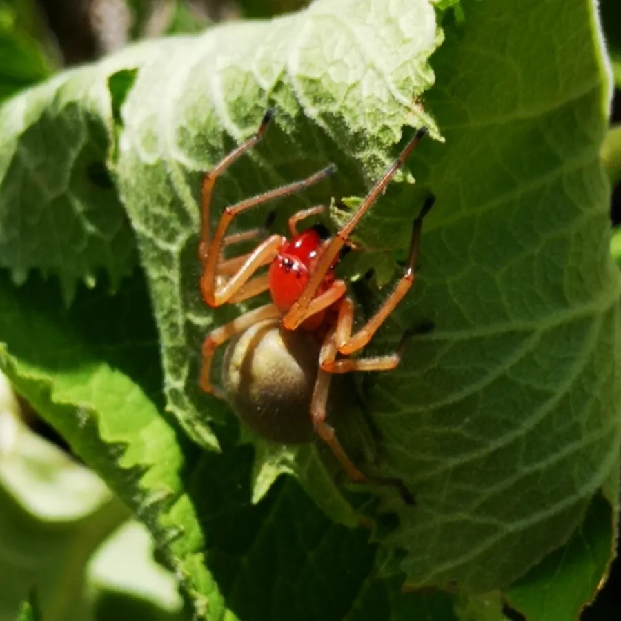 Mérges dajkapók (Cheiracanthium punctorium) narancsos lábakkal és vörös fejtorral egy levélen