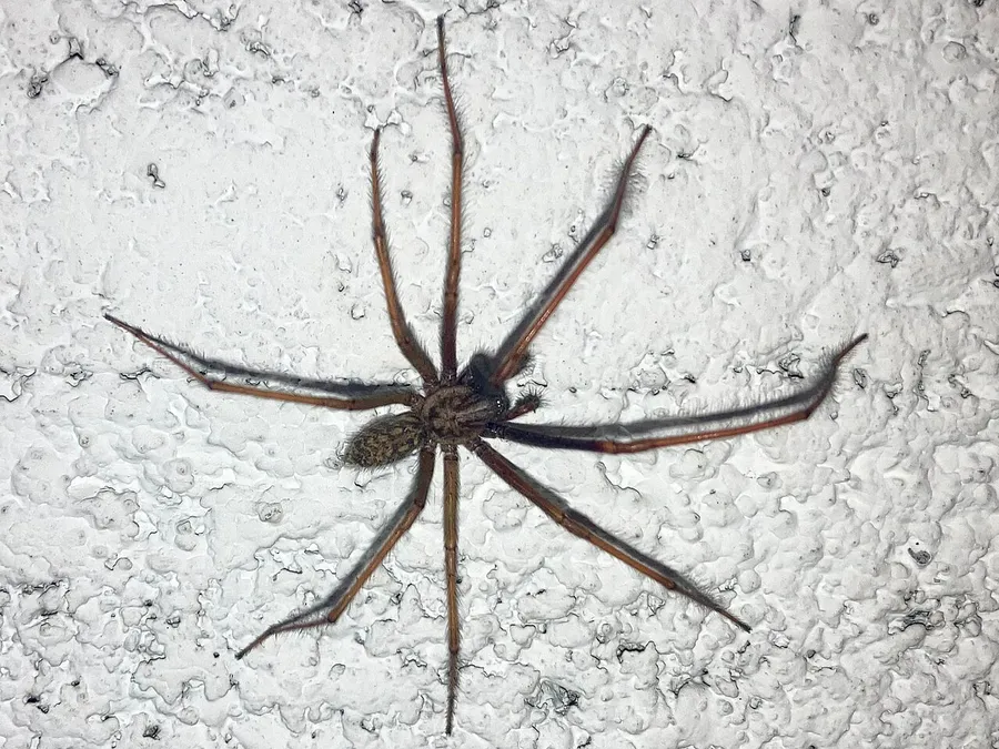 Nagy zugpók (Eratigena atrica) világos falon, hosszú, szőrös lábakkal