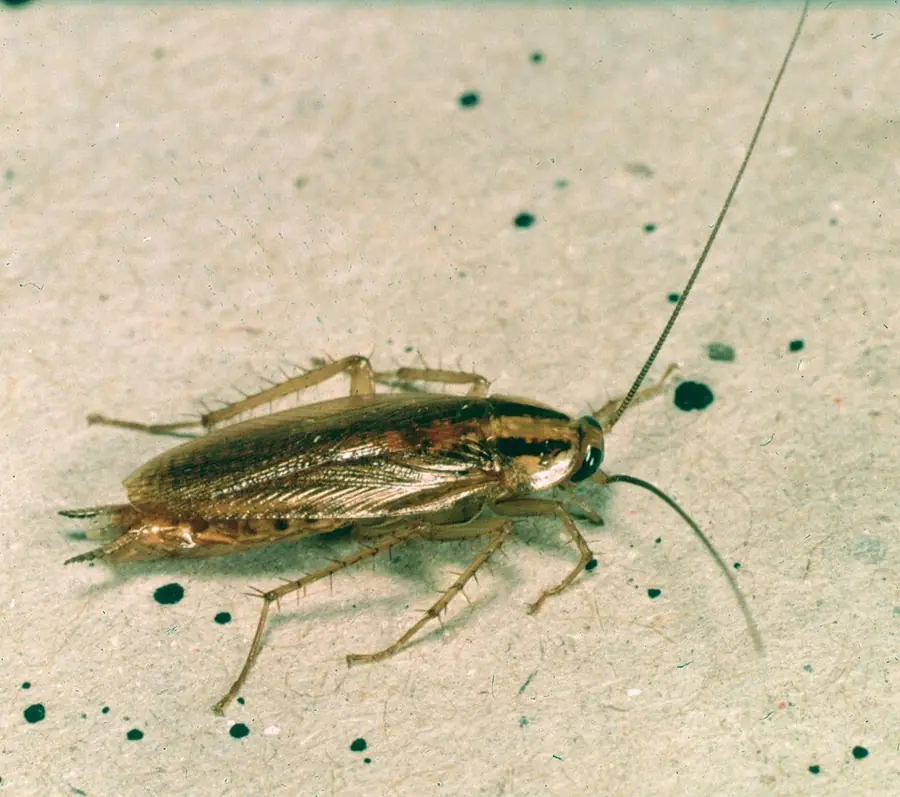 Német csótány (Blattella germanica), kifejlett egyed