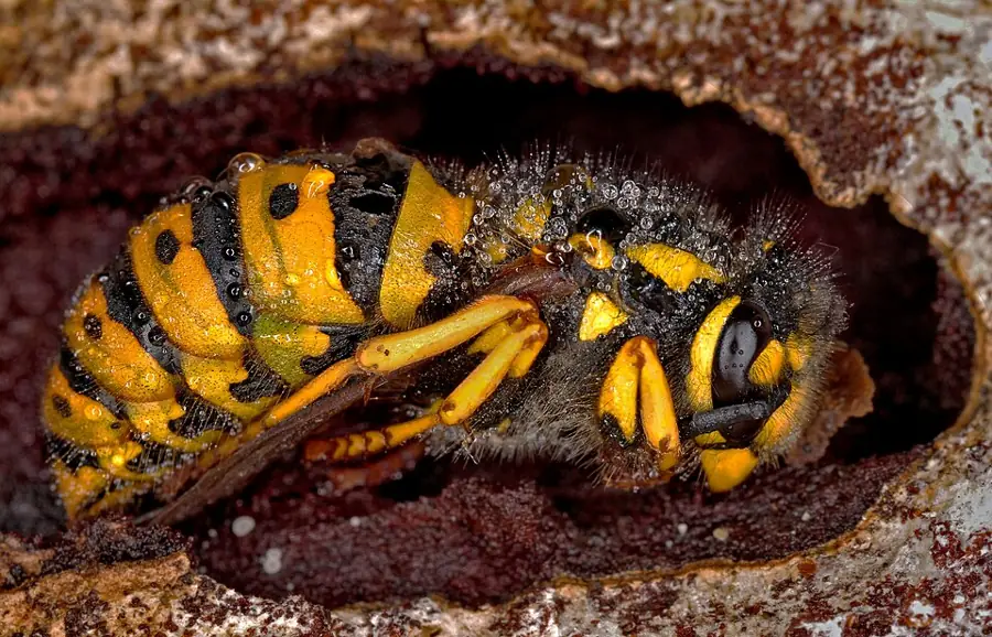 Német darázs (Vespula germanica), sárga és fekete csíkos, kisebb méretű darázsfaj