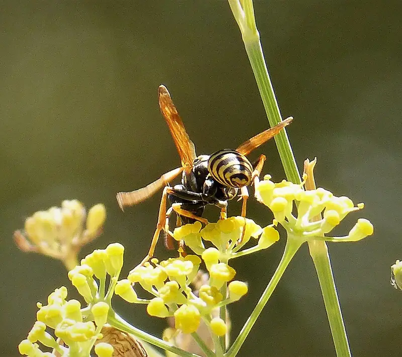 Padlásdarázs (Polistes nimpha) virágzó ernyősvirágzaton, sárga-fekete papírdarázs