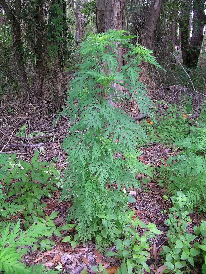 Parlagfű (Ambrosia artemisiifolia), szürkezöld leveles, pollent hozó invazív gyomnövény.