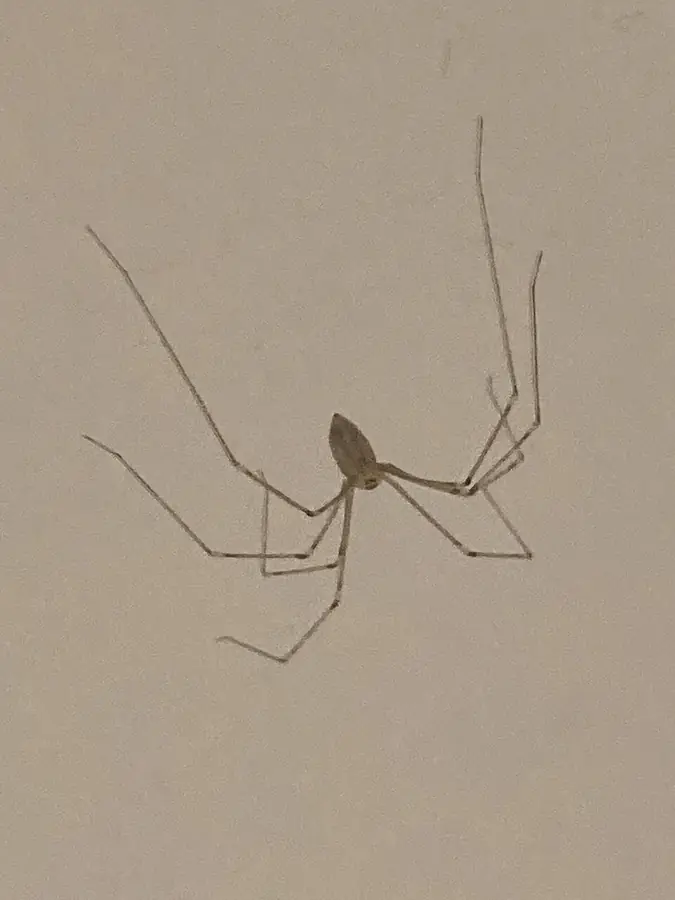 Pincepók (Pholcus phalangioides) hosszú lábakkal mennyezeti hálóban