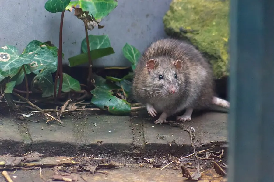 Vándorpatkány (Rattus norvegicus), barnás-szürke szőrzetű rágcsáló fehér háttér előtt.