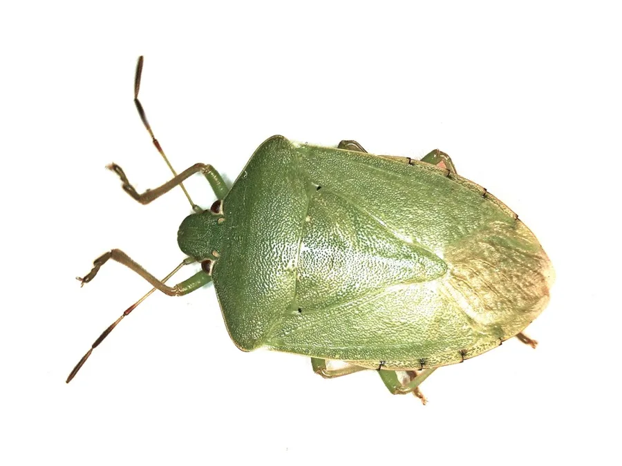 Zöld vándorpoloska (Nezara viridula) kifejlett egyede felülnézetben